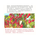 ヴェルブリッツ大葉七味唐辛子 雷緑(らいりょく)