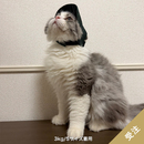 【受注】わんにゃん雷神キャップ